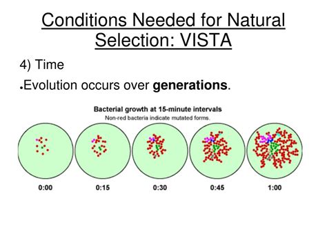 Vista natural selection - 1) Mutation s- changes in the DNA sequence can result in new traits 2) Sexual Reproduction - New combinations of traits can be created in gametes during meiosis. The wide variety of gametes created will join together to make diverse offspring. Conditions Needed for Natural Selection: VISTA 4. Survival and Reproduction
